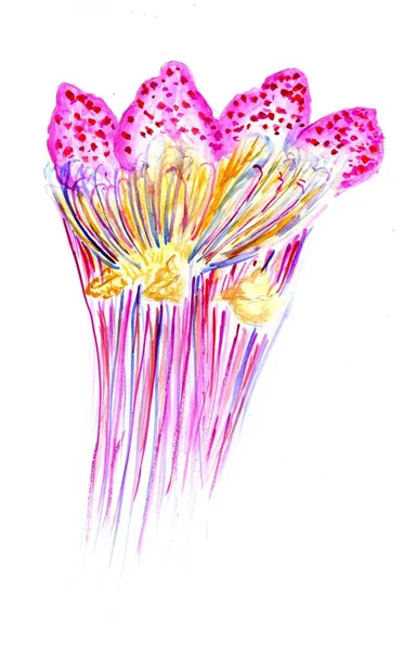 다채로운 해파리 예술 — 스톡 사진