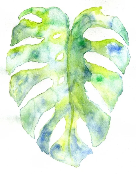 Monstera Leaves Art — Stock Photo, Image