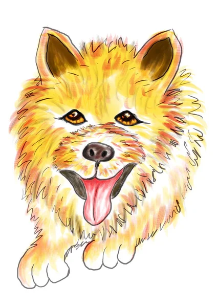 Žlutý pes portrétní digitální umění — Stock fotografie