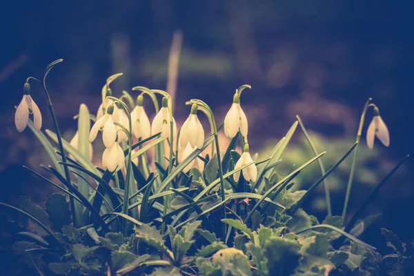 Snowdrops in the Garden Filtered — Stock Photo, Image