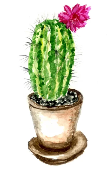 Cacti watercolor art — Stock Photo, Image