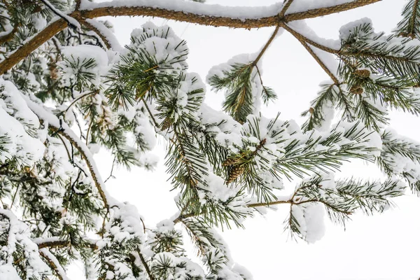 Evergreen tree branches in winter close up