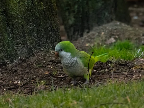 Квакерский Попугай Траве Дикая Природа Городском Парке — стоковое фото