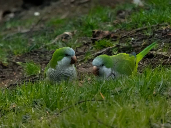 Пара Квакеров Попугаев Поедающих Траву Дикая Природа Городском Парке — стоковое фото