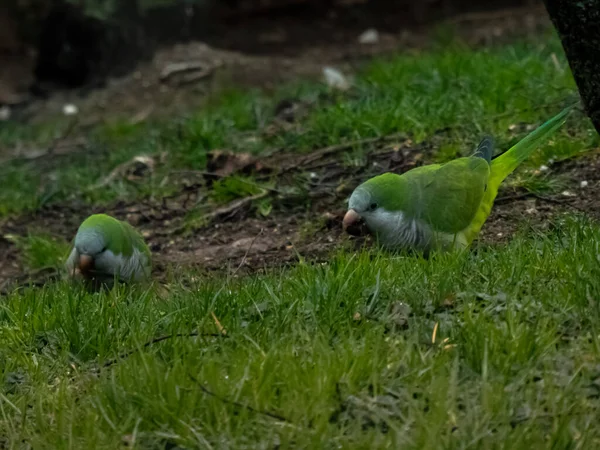 Пара Квакеров Попугаев Поедающих Траву Дикая Природа Городском Парке — стоковое фото