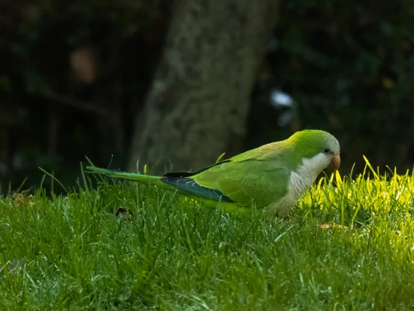 Quaker Parrot Grass Wildlife Urban Park — Stock Photo, Image