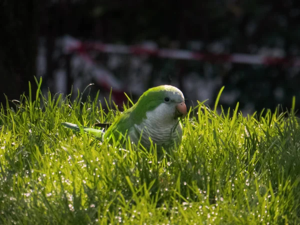 Quaker Parrot Grass Wildlife Urban Park — Stock Photo, Image