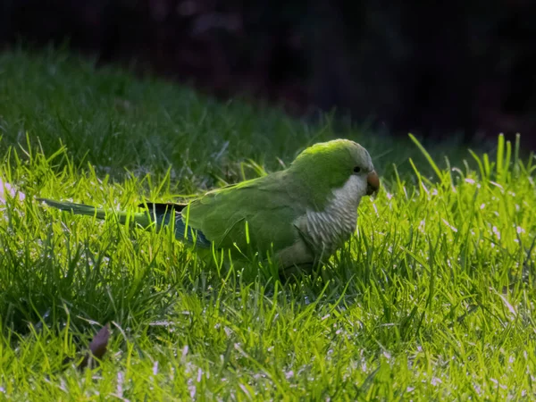 Papagaio Quaker Relva Vida Selvagem Parque Urbano — Fotografia de Stock