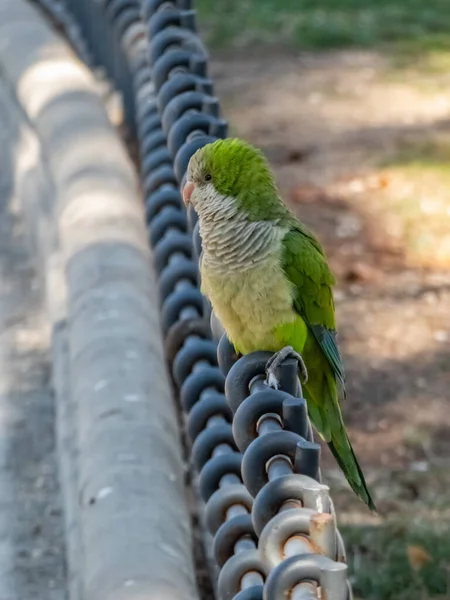 Quakenpapagei Steht Auf Einem Zaun Wildtiere Stadtpark — Stockfoto