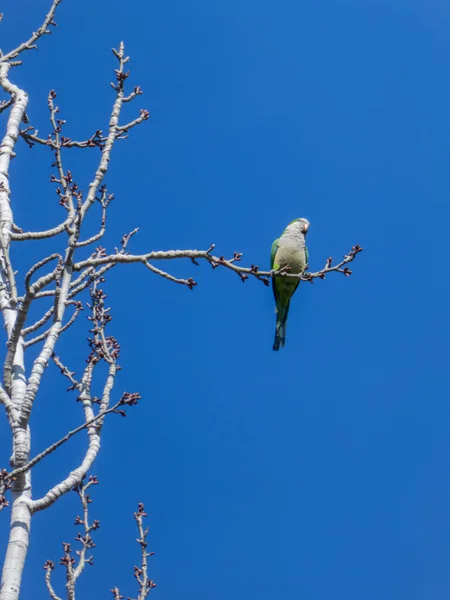 Quäkerpapagei Auf Einem Hohen Ast Einem Baum Blauer Himmel Wildtiere — Stockfoto