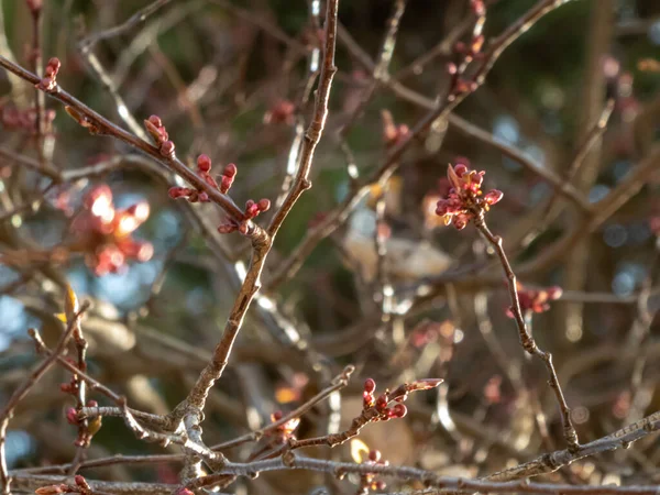 いくつかの枝に赤い芽 都会の公園の野生生物 — ストック写真