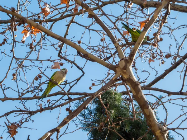 Пара Квакерских Попугаев Дереве Дикая Природа Городском Парке — стоковое фото