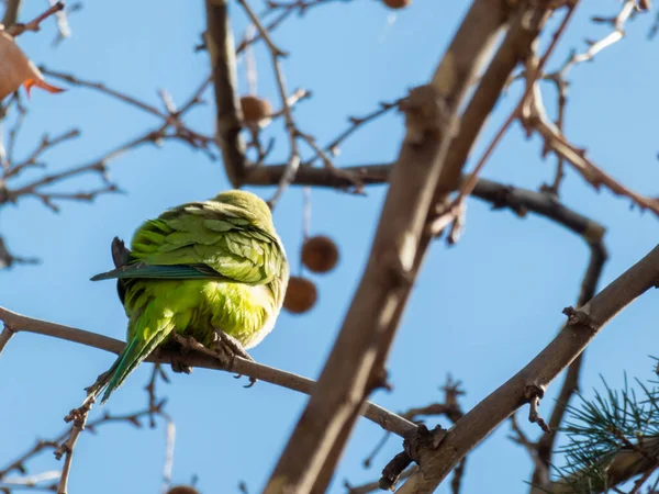 Квакерский Попугай Дереве Дикая Природа Городском Парке — стоковое фото