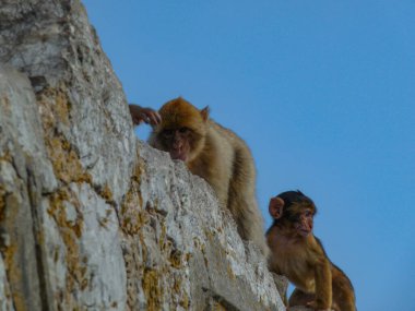 Cebelitarık Kayası 'ndan maymun ailesi. Anne ve baba bebeklerine bakıyorlar.