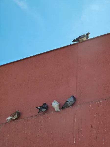 Eine Gruppe Tauben Steht Einer Wand Sie Stehen Auf Einer — Stockfoto