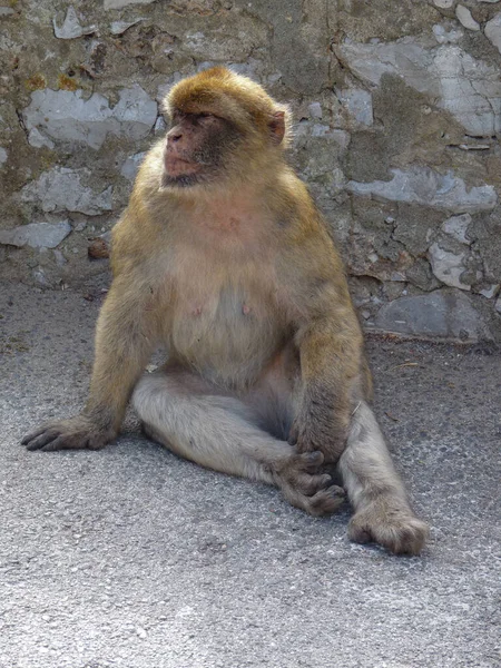 Cebelitarık Kayası Maymunu Geçip Giden Insanlara Bakıyor — Stok fotoğraf