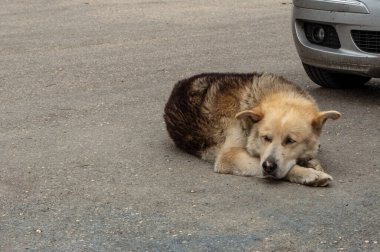 Köpek kestiriyor. Yerde yatıyor, bir arabanın yanında..