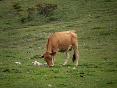 İnek yiyen otlak. Bir tepede, çimenli yeşil bir geçmişi ve bir sürü çiçekleri var..