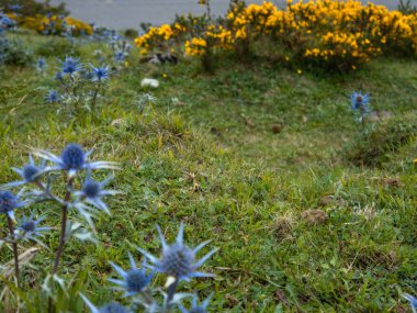 Bir parça ot. Mavi çiçek paketiyle sarı çiçekli süpürge arasında..