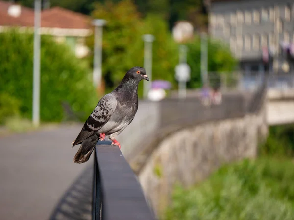 Grautaube Steht Auf Einem Zaun Ist Eng Vor Verschwommenem Urbanem — Stockfoto