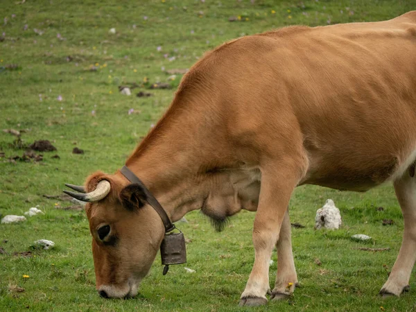 Retrato Una Vaca Comiendo Pastos Ella Está Una Colina Con —  Fotos de Stock