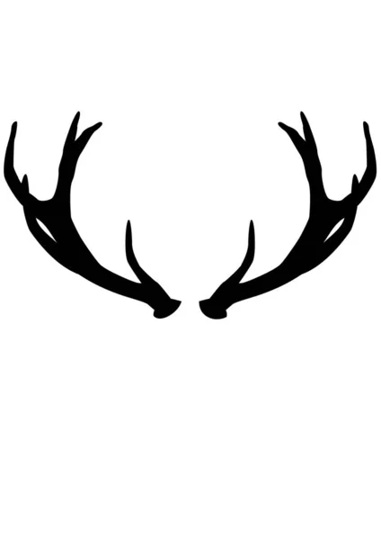 Antlers Big Deer Stock Picture
