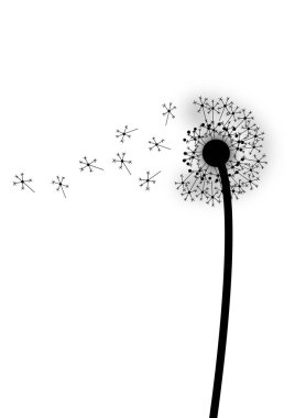 Uçan tohumlu karahindiba.