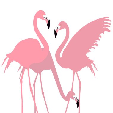 Pembe bir flamingo bu şekilde duruyor..