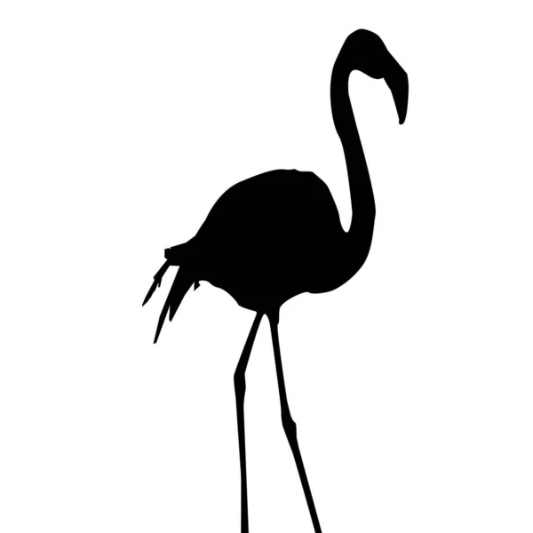 Flamingo Cor Rosa Está Assim — Fotografia de Stock