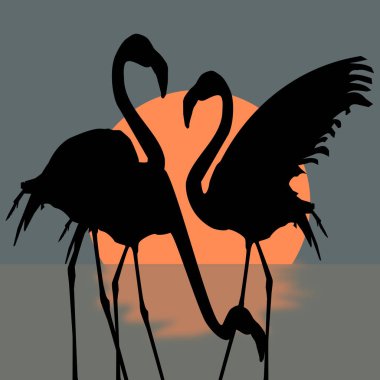 Günbatımında flamingo