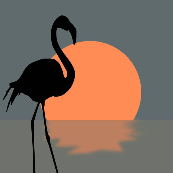 Flamingo Bij Zonsondergang — Stockfoto