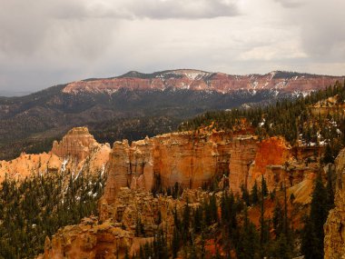 Rock ve orman Bryce Canyon