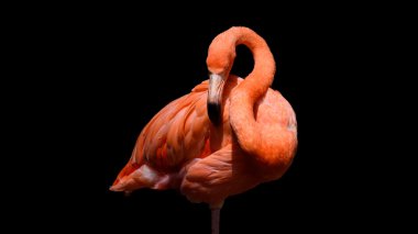 Siyah arka plan ile Flamingo