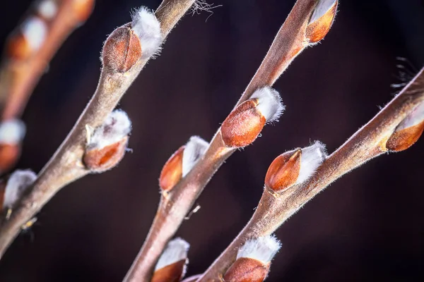 Willow Gren Med Öppna Knoppar Makro — Stockfoto