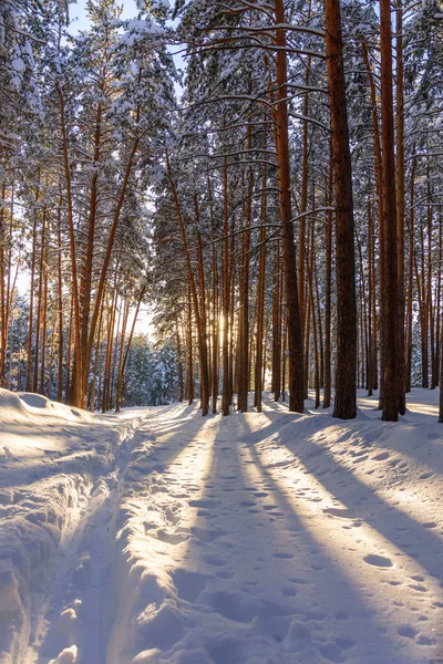 Winter forest with paths in the snow