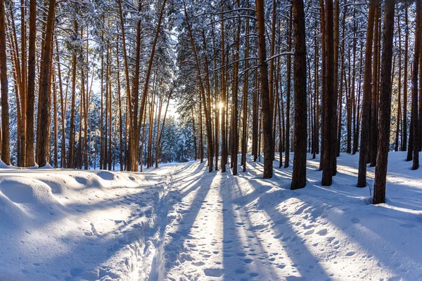 Winter forest with paths in the snow