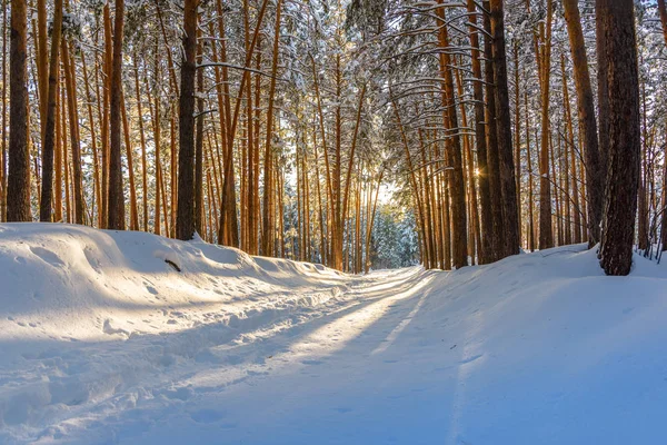 Χειμώνας Δάσος Διαδρομές Μέσα Στο Χιόνι — Φωτογραφία Αρχείου