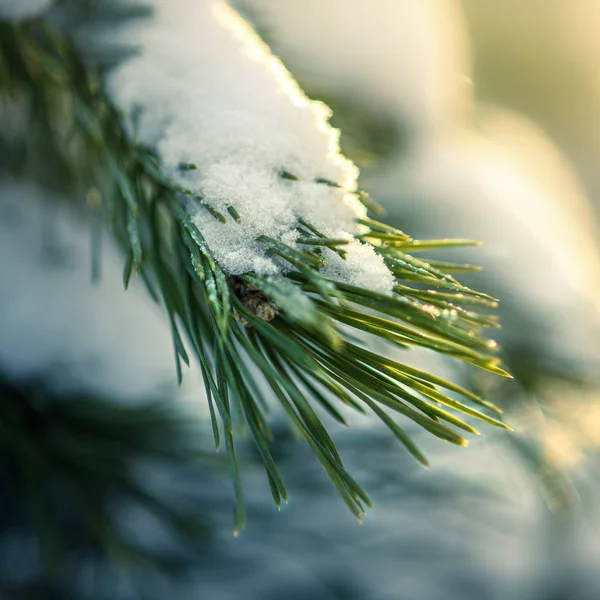 Gałąź Sosnowa Pokryta Śniegiem Zbliżenie Nieostrym Tłem — Zdjęcie stockowe