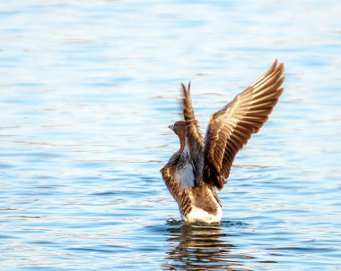 Güneşli bir günde nehirde vahşi gri kaz