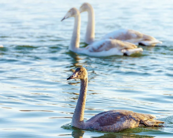 Cisnes Selvagens Nadam Água Dia Ensolarado — Fotografia de Stock