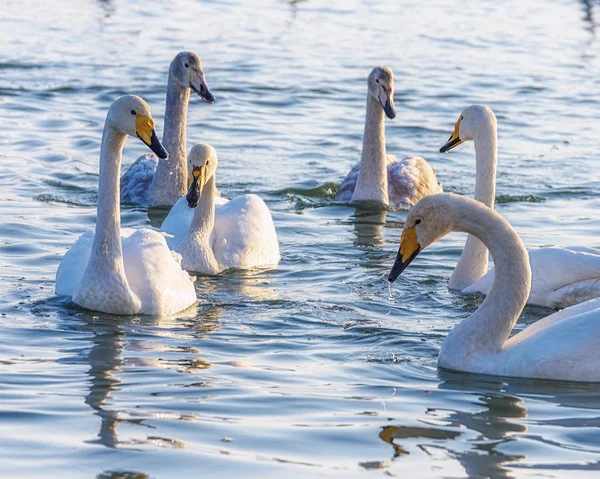 Cigni Selvatici Nuotano Sull Acqua Una Giornata Sole — Foto Stock