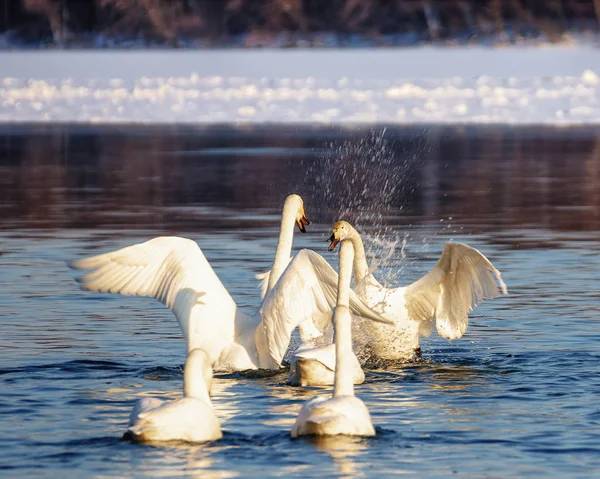 wild swans swim on the water on a Sunny day