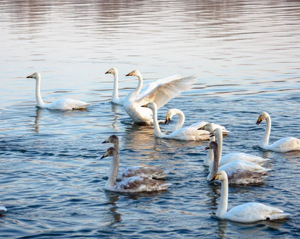 Cisnes Selvagens Nadam Água Dia Ensolarado — Fotografia de Stock