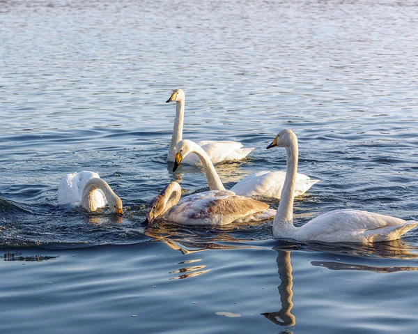 Cisnes Selvagens Nadam Água Dia Ensolarado — Fotografia de Stock