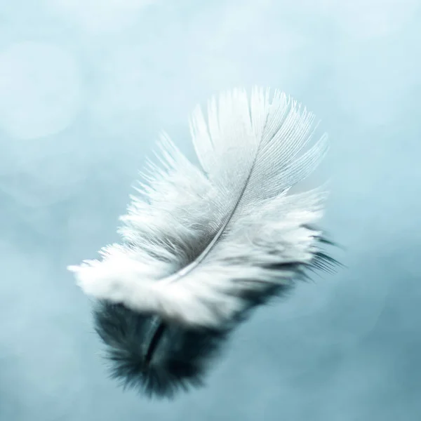 White bird feather on blue background close-up, macro, bokeh