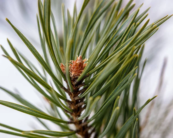Green Pine Branch Small Cone Close — 스톡 사진