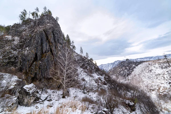 阿尔泰山峡谷在冬天 岩石被雪覆盖 图库照片