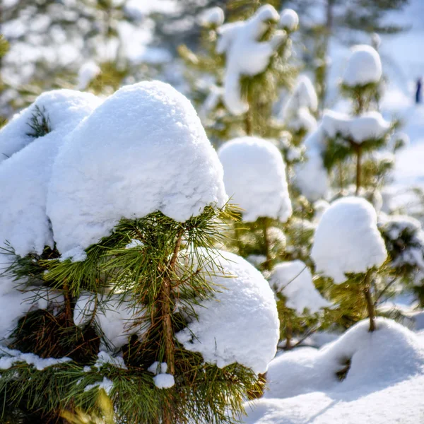 Neve Branca Encontra Nos Ramos Verdes Pinheiro Durante Dia Perto — Fotografia de Stock