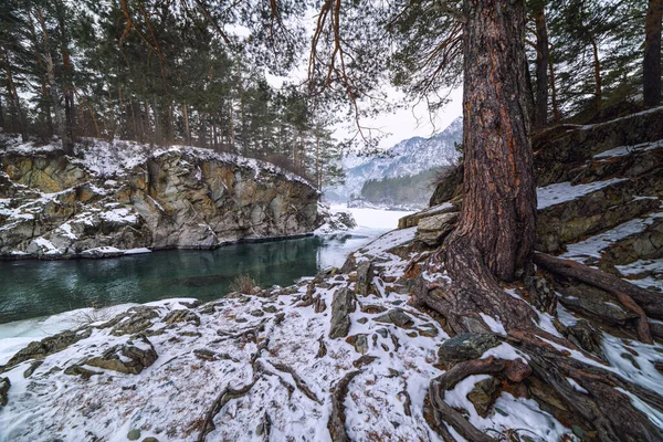 Kışın Bir Dağ Nehrinin Kıyısında Büyük Kökleri Olan Bir Ağacın — Stok fotoğraf