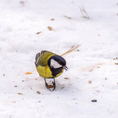 Kardaki meme bir fındığı gagalar